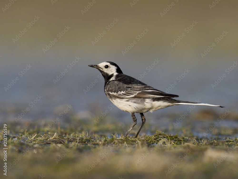 Pied wagtail, Motacilla alba yarrellii, Pied wagtail, Motacilla alba yarrellii,