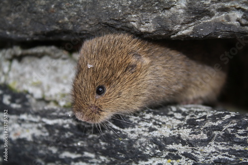 Feldmaus