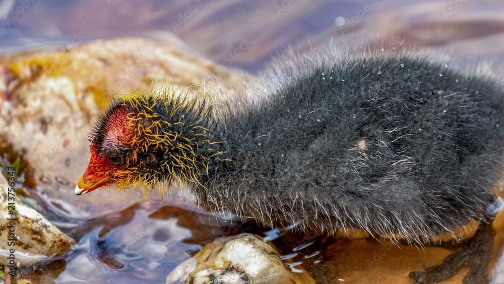 Obraz premium Coot chicks in the water
