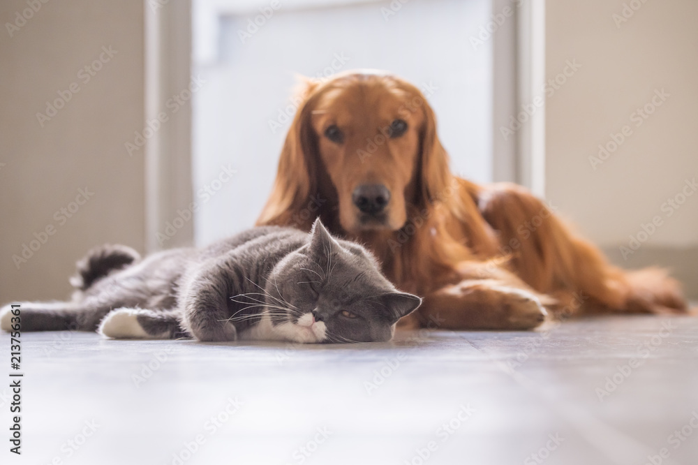 British short hair cat and golden retriever