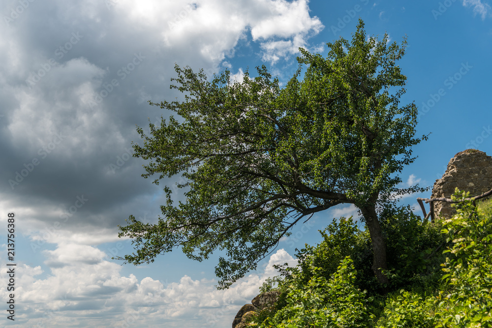 Tree on the cliff