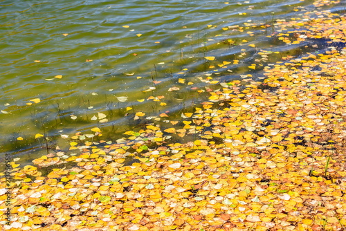 The yellow leaves are in the water