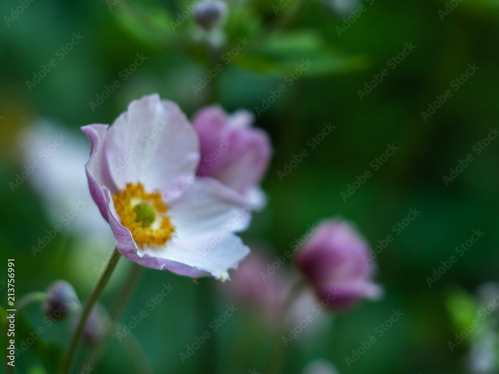 A Floral natural delicate background. Anemone. Japanese anemone (Anemone hupehensis) in flower. A Floral natural delicate background. Anemone. Japanese anemone (Anemone hupehensis) in flower.