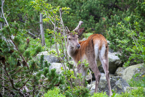 Deer in the mountain forest.