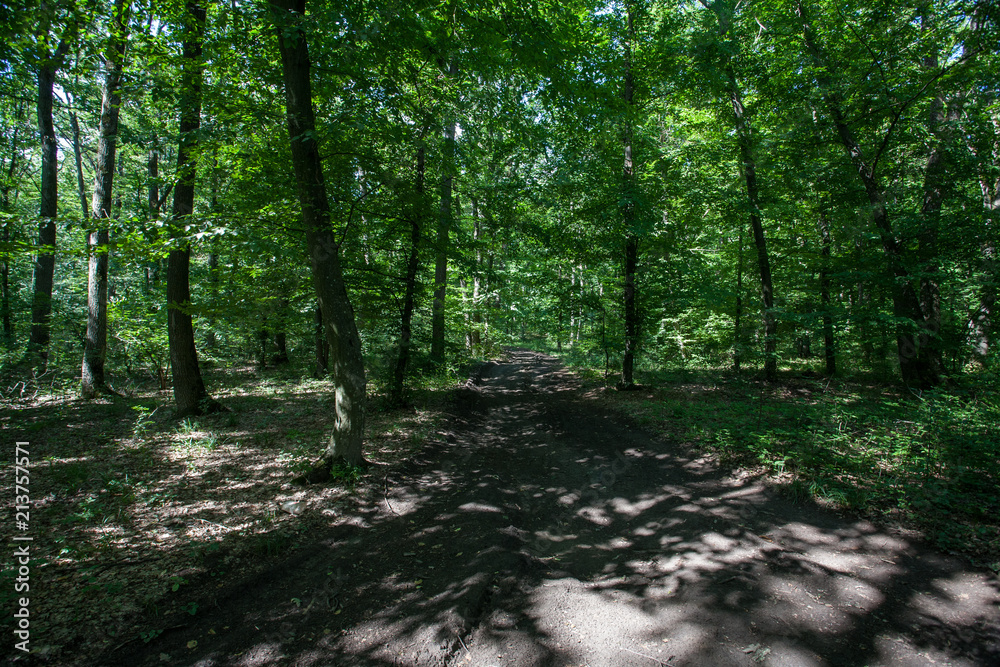 Fototapeta premium beautiful green forest in suny day