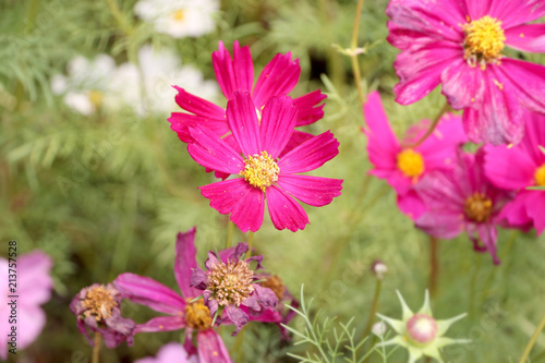 Wallpaper Mural Beautiful Cosmos Flower Torontodigital.ca