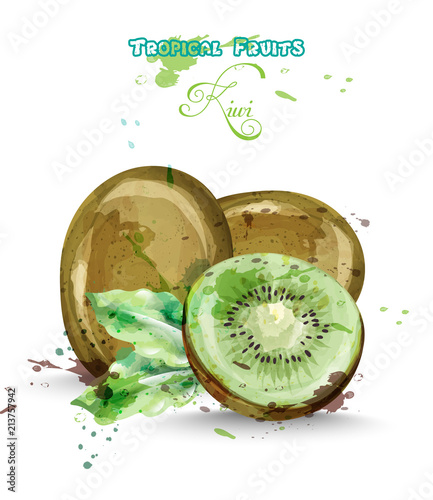 Kiwi fruits watercolor Vector. Delicious colorful isolated designs