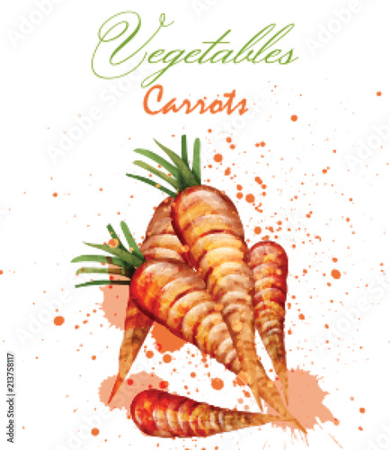 Watercolor carrots Vector. Delicious design with colorful paint stains decor
