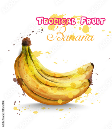 Banana fruits watercolor Vector. Delicious colorful design isolated illustrat...