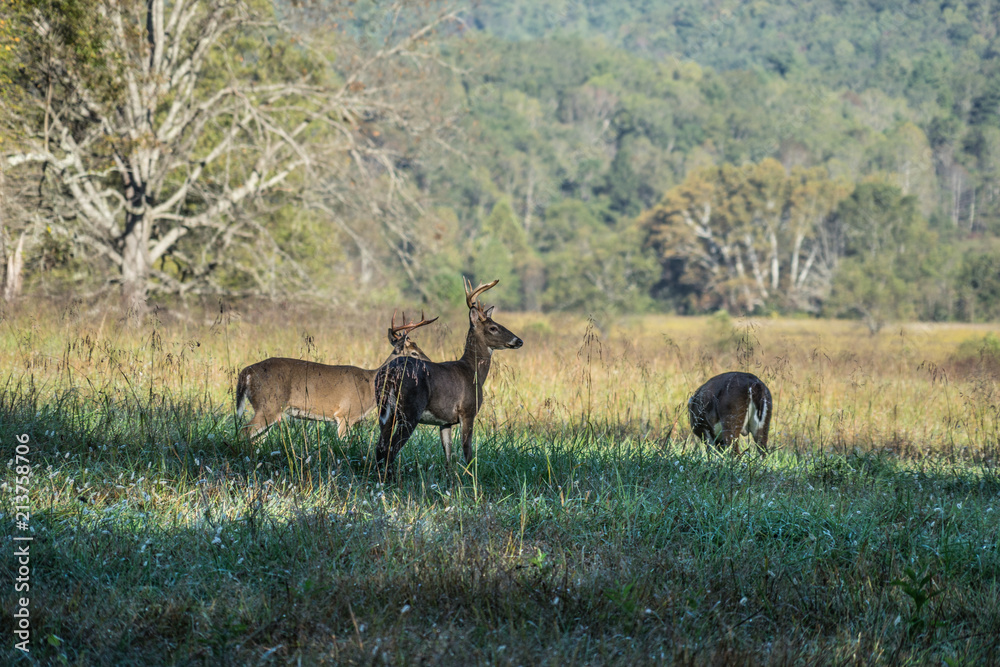 Deer Grazing In The Early Morning Hours In Great Smoky Mountains