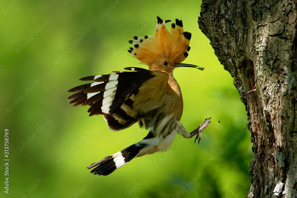 Obraz premium Eurasian Hoopoe (Upupa epops) feeding it's chicks captured in flight
