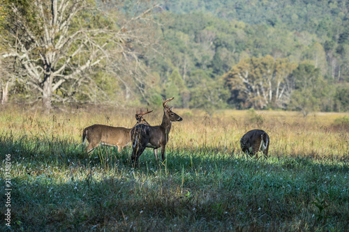 Deer Grazing In The Early Morning Hours In Great Smoky Mountains National Park  Tennessee At Cades Cove