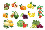 South andTropical fruits elements. Vector isolated elements on the white background.