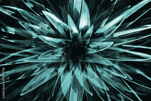 Hallucinations in shape of big turquoise surreal plant with long leaves close up. Abstract illusion on drink and drug theme. Psychedelic tropical effect of cannabis or alcohol. Lsd effect. Hemp dope.