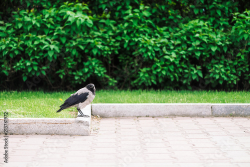 Black crow walks on border near gray sidewalk on background of rich greenery with copy space. Raven on pavement near green grass and bushes. Wild bird on asphalt close up. Predatory animal of city.