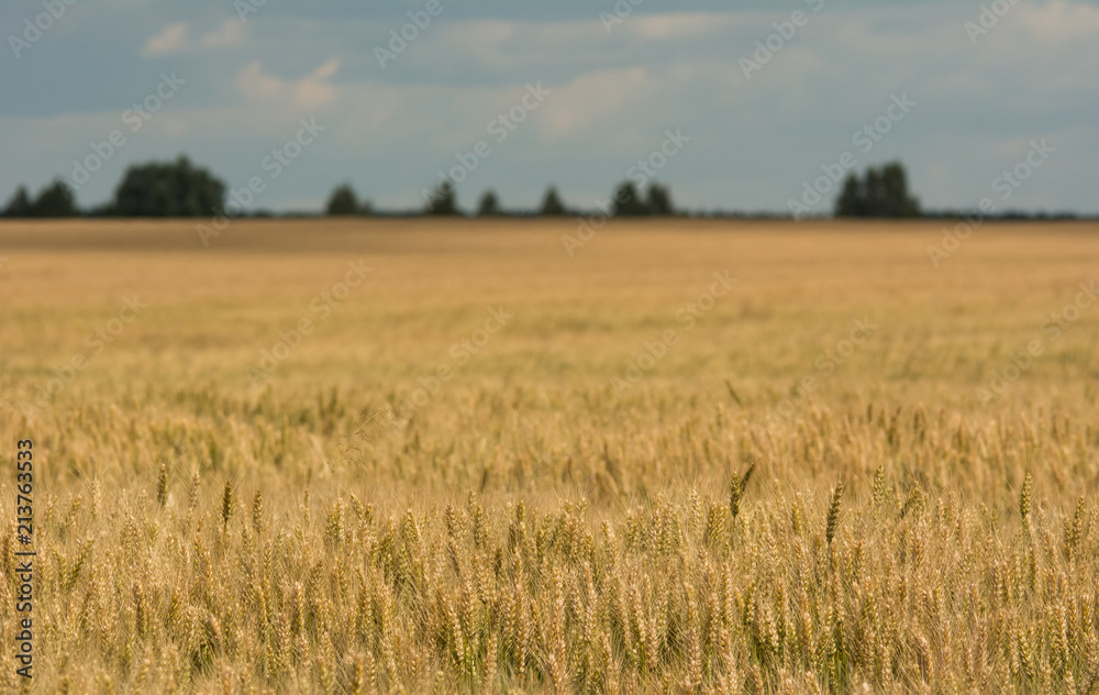 Field of ripening wheat in summer time