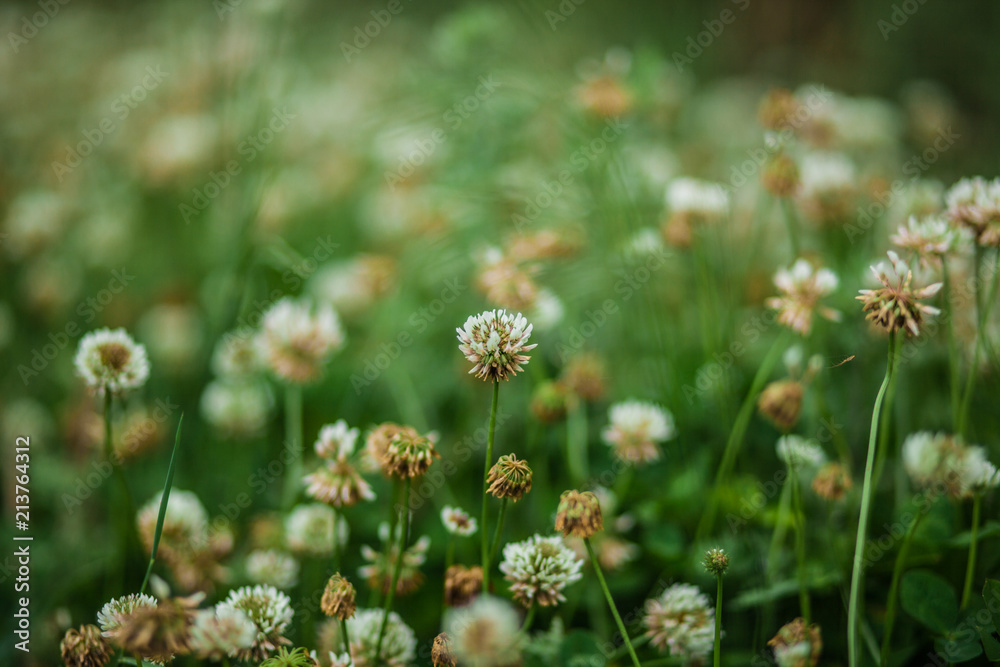 green field of white clover, delicate little flowers green field of white clover, delicate little flowers