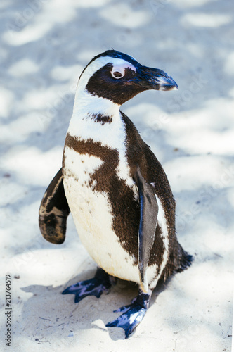 beautiful penguin 
