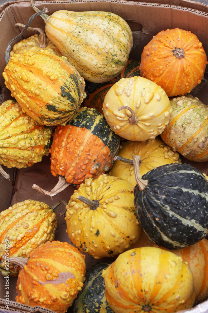 Colorful ornamental pumpkins, gourds and squashes in a box on an open  market in the street. Variety of colorful ornamental gourds and pumpkins.  Mini gourds for Halloween holiday. Pumpkin. Stock Photo