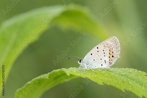 Beautiful nature scene with butterfly Short-tailed Blue (Cupido argiades). Macro shot of butterfly Short-tailed Blue (Cupido argiades)  on the grass. © kapros76