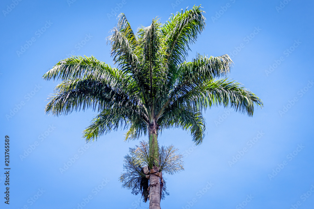 A single palm tree top against a blue sky