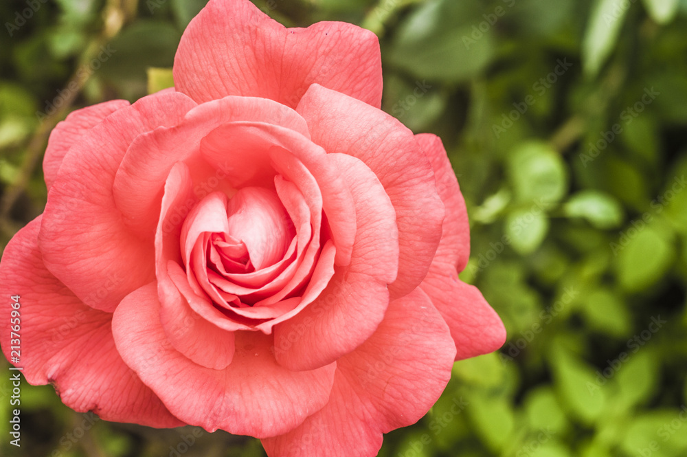 Pink rose in the garden foto Pink rose in the garden foto