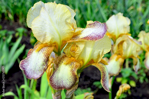 Fototapeta Naklejka Na Ścianę i Meble -  beautiful flower a high quality iris bichromatic in a garden
