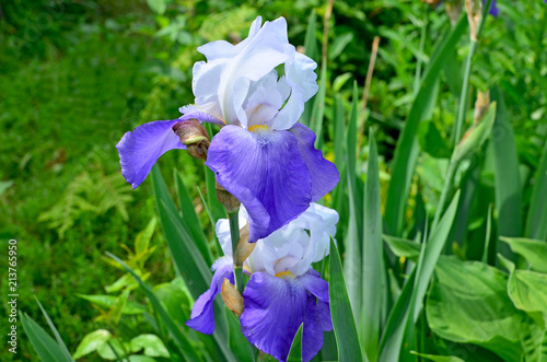 Fototapeta Naklejka Na Ścianę i Meble -  beautiful flower a high quality iris bichromatic in a garden
