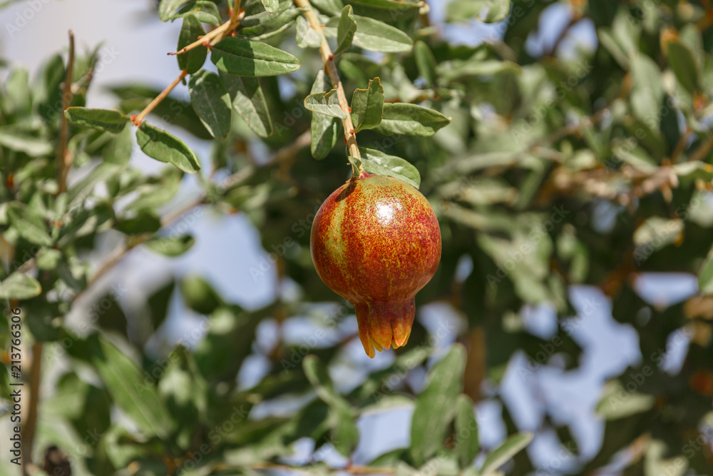 Small pomegranate on tree Small pomegranate on tree