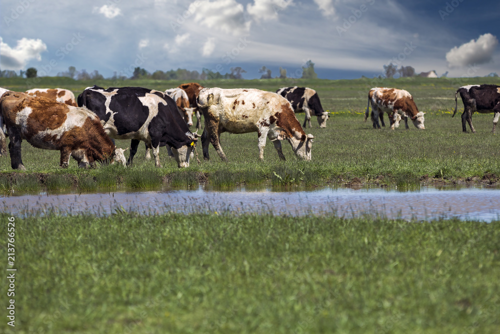 Herd Of Cows Grazing On Green Pasture Herd Of Cows Grazing On Green Pasture