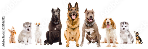 Group of dogs of different breeds, sitting together, isolated on white background