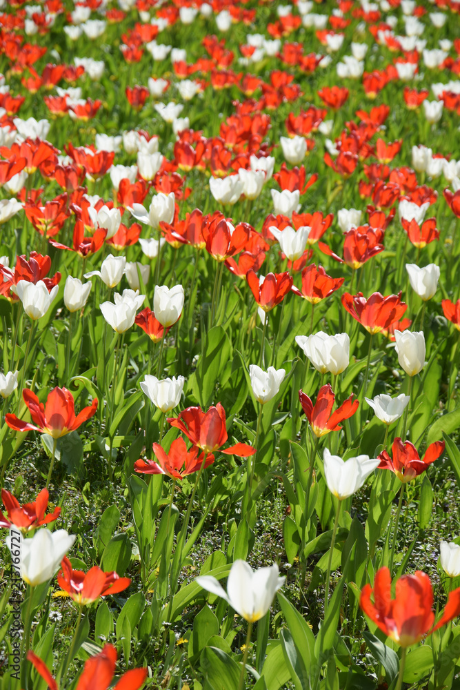 Rote und weiße Tulpen Rote und weiße Tulpen