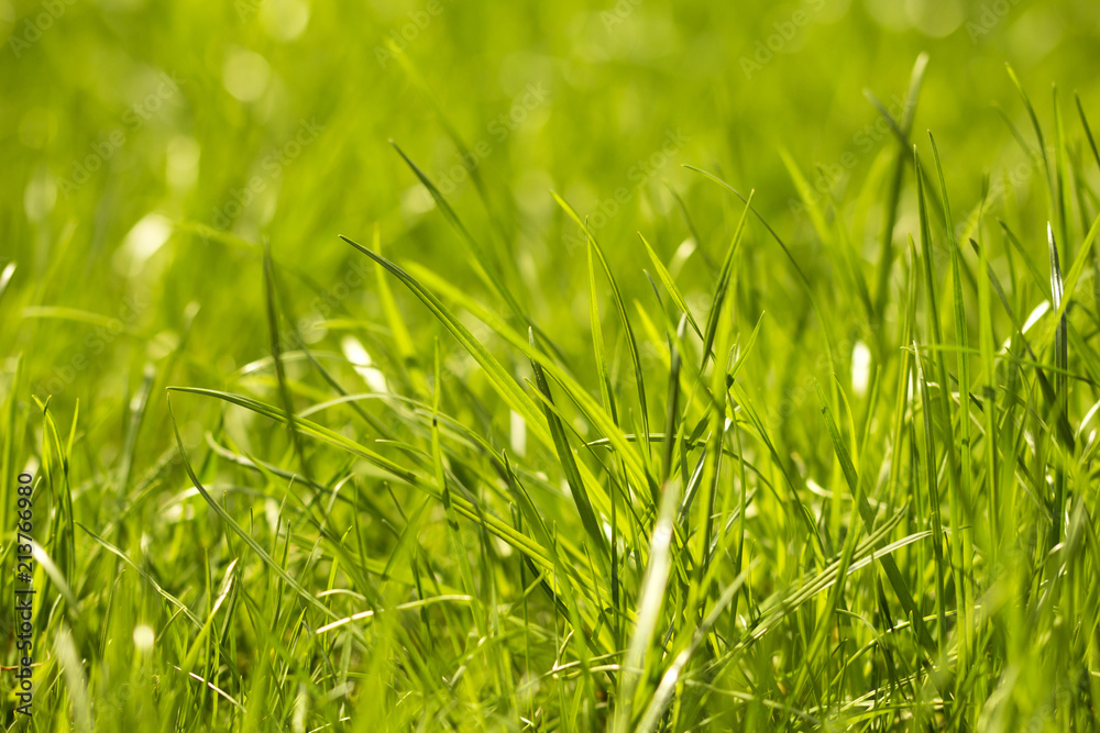 Macro photo of natural fresh growing green grass background Macro photo of natural fresh growing green grass background