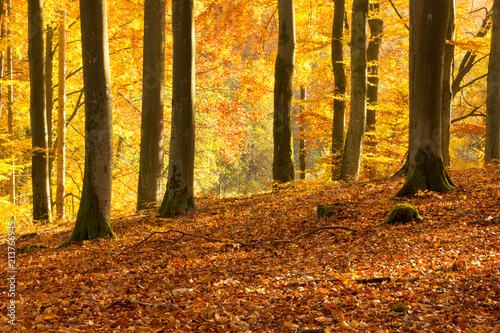 Beautiful autumn beech forest full of colors.Pomerania ,Poland