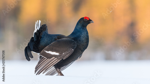 Black Grouse photo