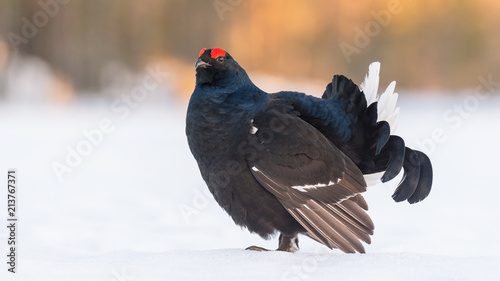 Black Grouse
