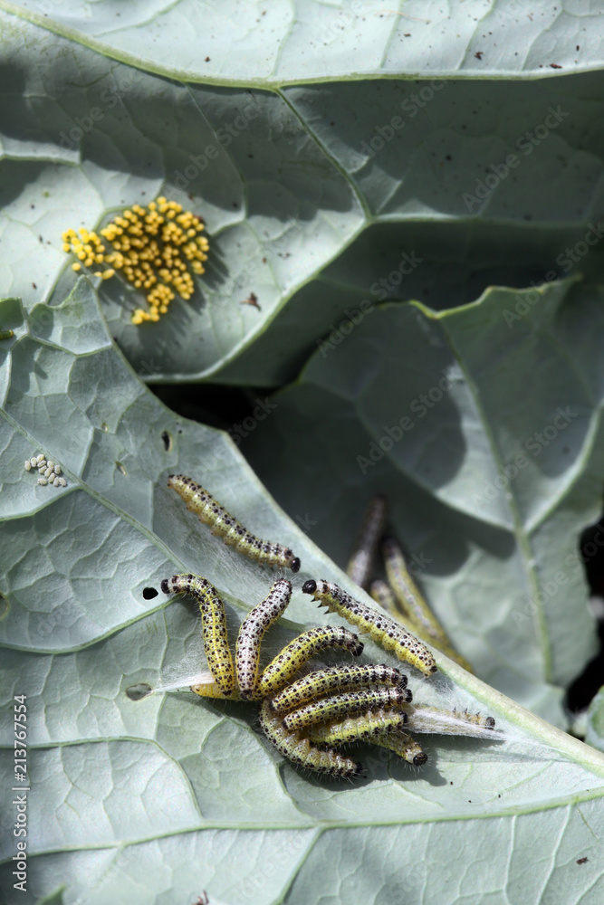 Fototapeta premium Gąsienice dużego motyla kapuścianego (Pieris brassicae) na liściu kalarepy