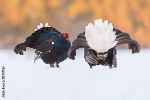 Black Grouse