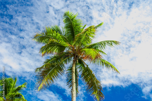 Top of Green palm tree