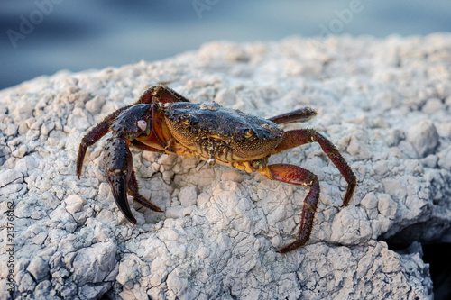 Coast crab © Martin