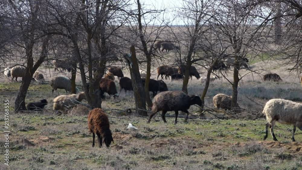 A scenic wide shot of a herd of sheep in a field. A scenic wide shot of a herd of sheep in a field.
