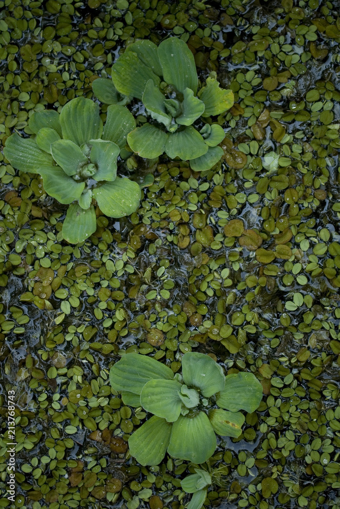 water lettuce plants (Pistia Stratiotes) and water fern (Salvinia natans), green leaves, aquatic plant floating on water, sun ray, morning, summer, background, Italy water lettuce plants (Pistia Stratiotes) and water fern (Salvinia natans), green leaves, aquatic plant floating on water, sun ray, morning, summer, background, Italy