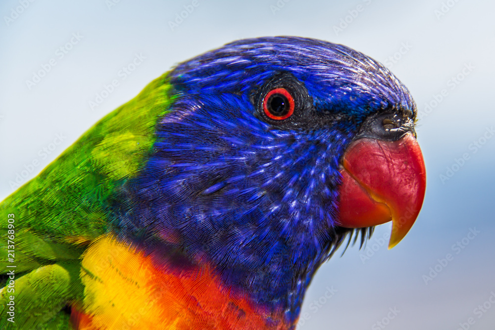 Naklejka premium Rainbow Lorikeet