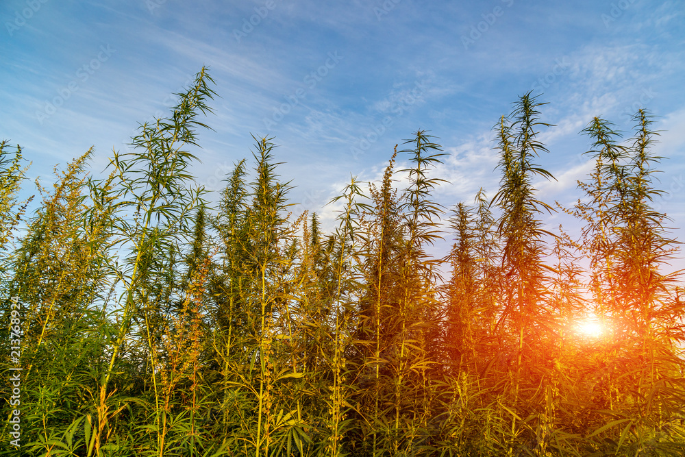 Marijuana plant at outdoor cannabis farm field. Marijuana plant at outdoor cannabis farm field.