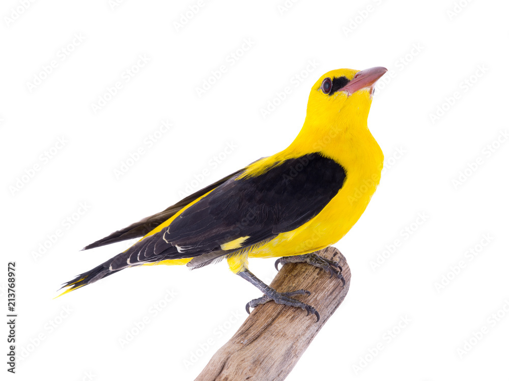 Eurasian Golden Oriole (Oriolus oriolus) Eurasian Golden Oriole (Oriolus oriolus)