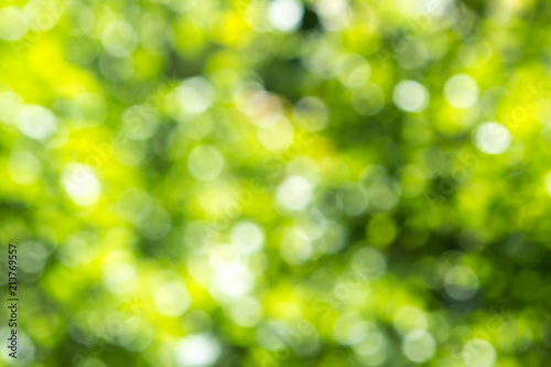 Blurred green tree leaf background with bokeh  Nature texture