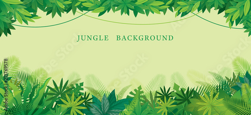 Tropical Jungle Frame  Forrest  Plant and Nature  Background