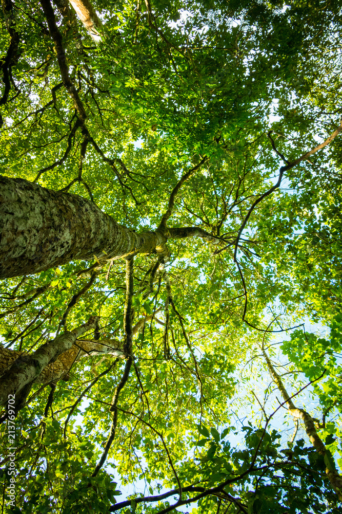 Fototapeta premium Big green trees. Trees and sunlight under sky background. The trees in forest Thailand.