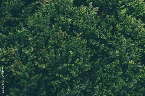 Stems of blueberry plants growing in a forest