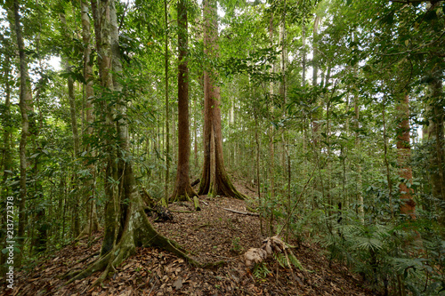 Primary lowland dipterocarp forest scenery at Maliau Basin, Sabah's Lost World, Borneo, Malaysia. One of the few primary and pristine rainforest around the globe & the last virgin forest in Sabah. © koburu